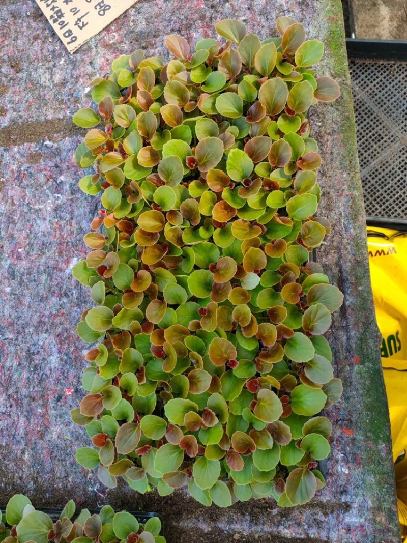 青州四季海棠穴盘苗育苗基地产地直发大量供应