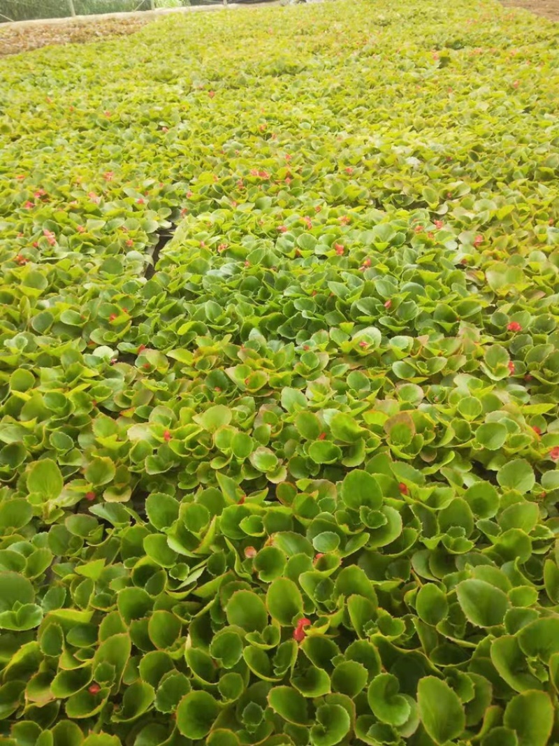 青州四季海棠穴盘苗育苗基地产地直发大量供应