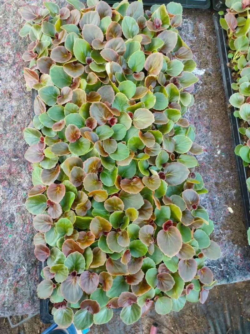 青州四季海棠穴盘苗育苗基地产地直发大量供应