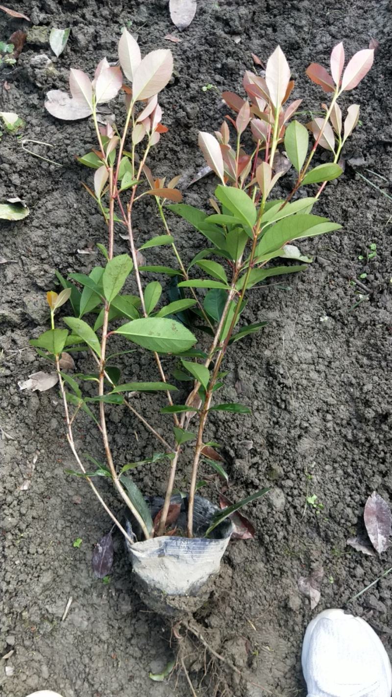 红叶石楠价格成都红叶石楠种植基地红叶石楠苗木报价