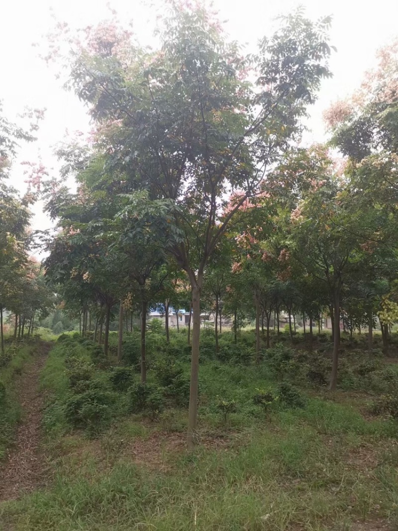 栾树！精品栾树直销！量大供应！看苗挖苗！15公分直销价格