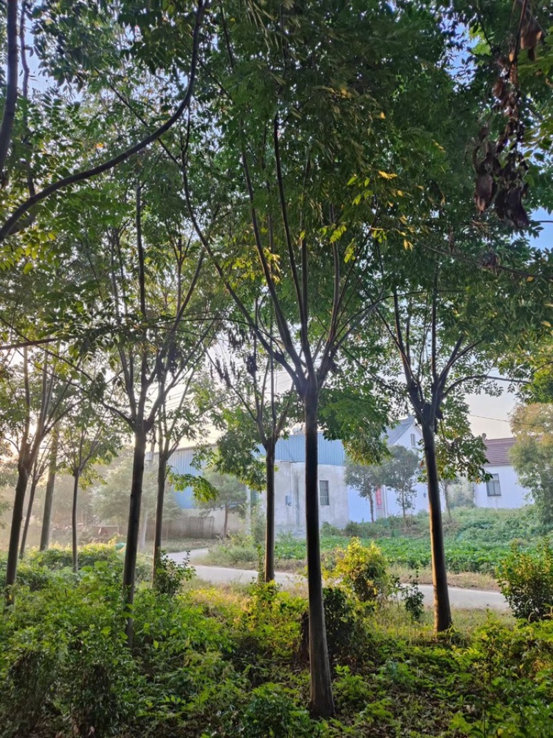 栾树！精品栾树直销！量大供应！看苗挖苗！15公分直销价格