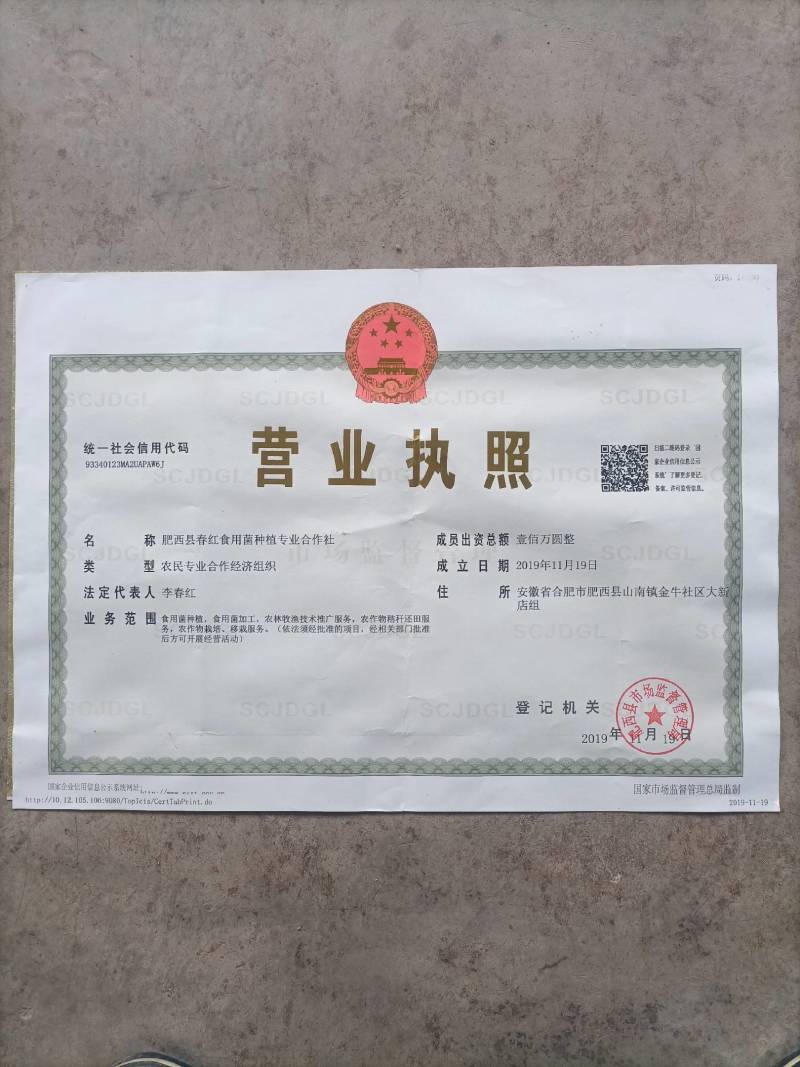 肥西县春红食用菌种植专业合作社秋冬季黑平菇菌棒预订……