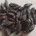 青果西青果中药材批发西青果产地直销质量保证