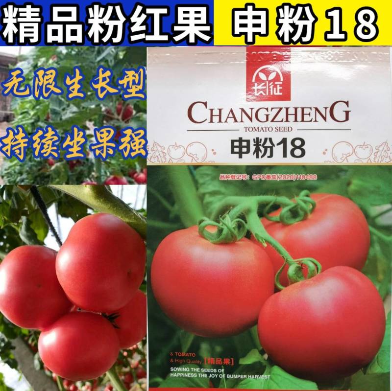 高品质！申粉18番茄种子西红柿种子无线生长粉红果，抗病