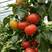 高品质！申粉18番茄种子西红柿种子无线生长粉红果，抗病