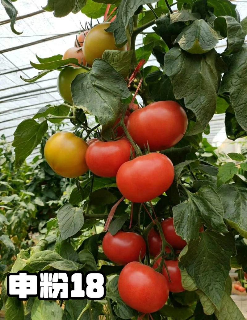 高品质！申粉18番茄种子西红柿种子无线生长粉红果，抗病