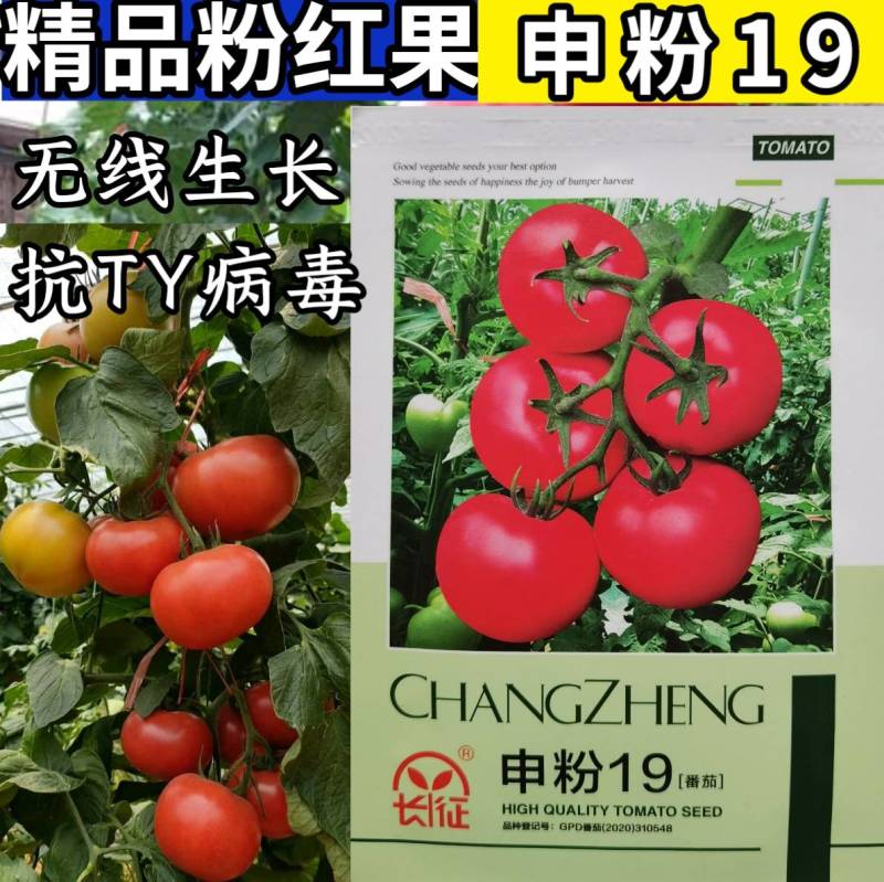 抗TY病毒番茄种子西红柿种子申粉19无线生长高产粉红果