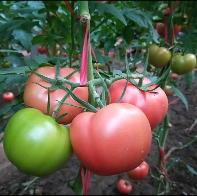 抗TY病毒番茄种子西红柿种子申粉19无线生长高产粉红果