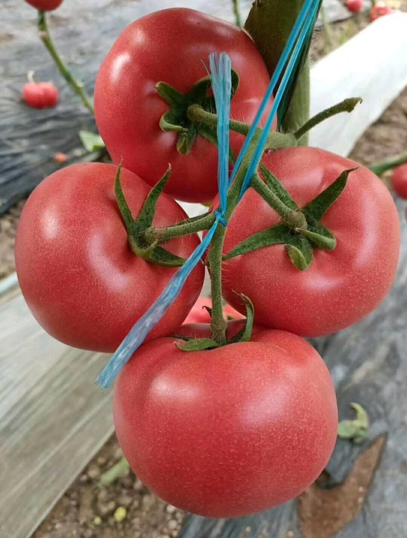 抗TY病毒番茄种子西红柿种子申粉19无线生长高产粉红果