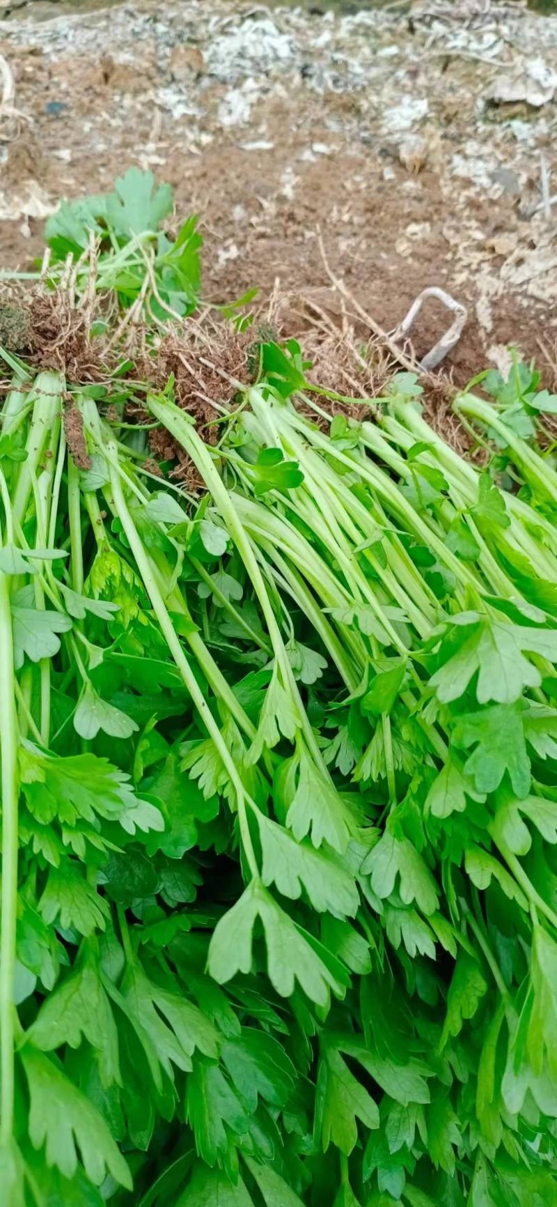 芹菜苗法国皇后百利西芹苗光泽好不空心纤维少脆嫩高产