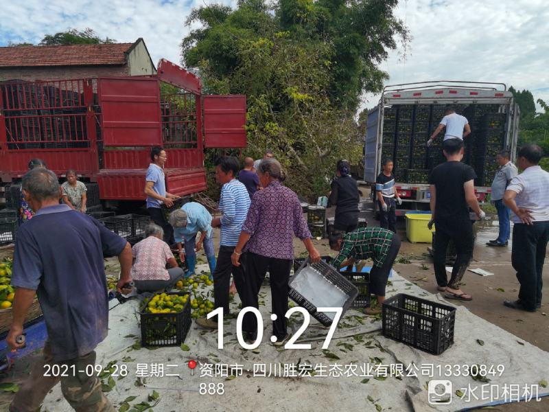 四川早熟蜜橘大量上市产地直销酸甜可口支持一件代发