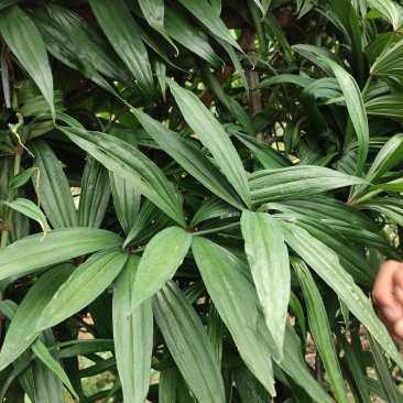 出售红花滇黄精种子丶块茎