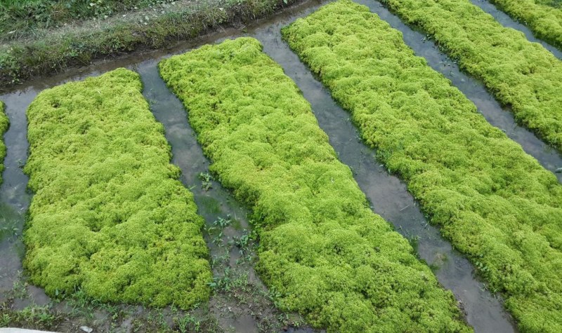 大量出售海花草种苗