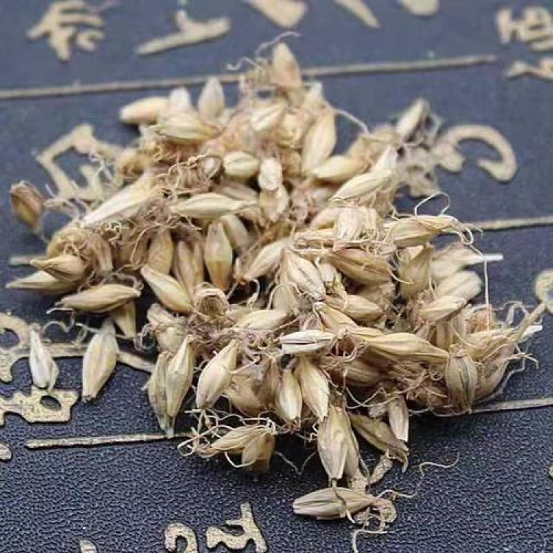 麦芽，生大麦芽发芽率高质量保证现货供应欢迎咨询合作