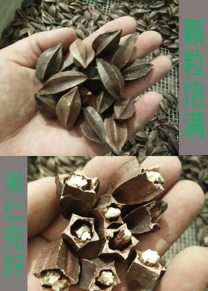 使君子，使君子仁新货果仁饱满质量保证现货供应欢迎咨询合作