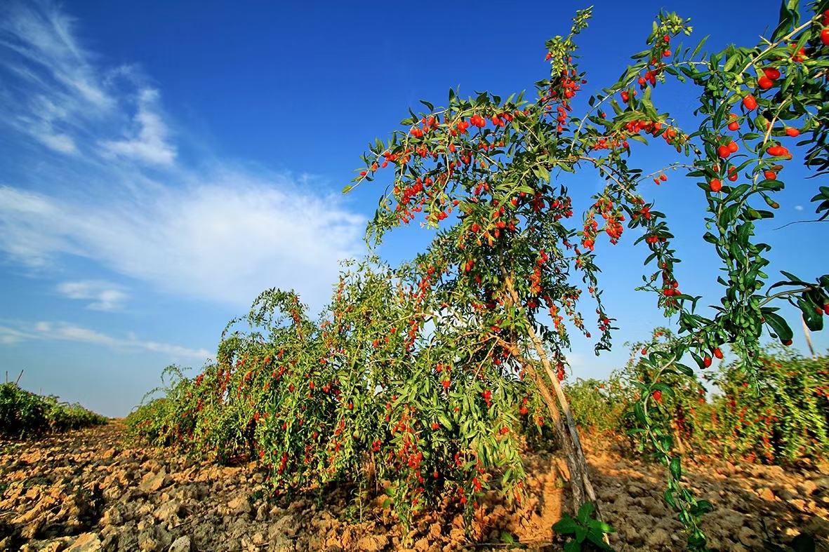 哺乳期妈妈饮用枸杞水的温馨场景