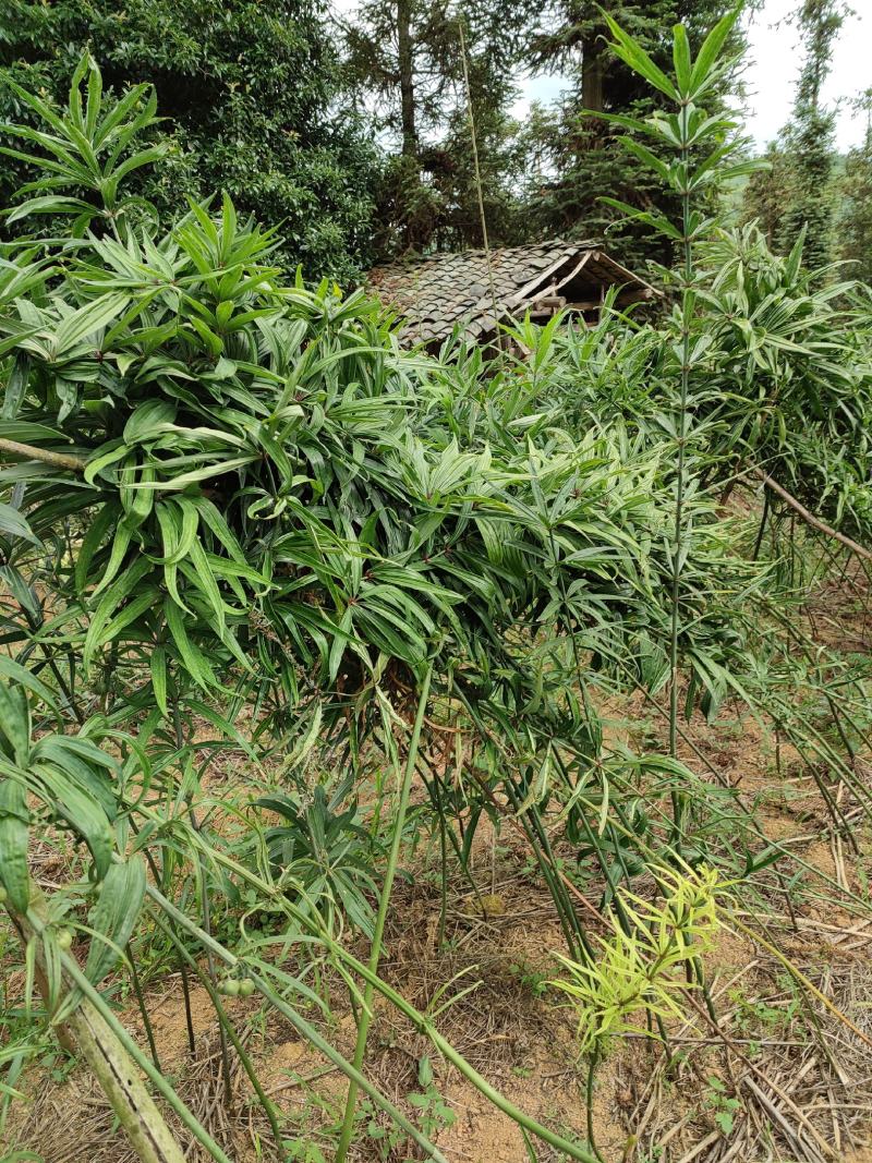 黄精