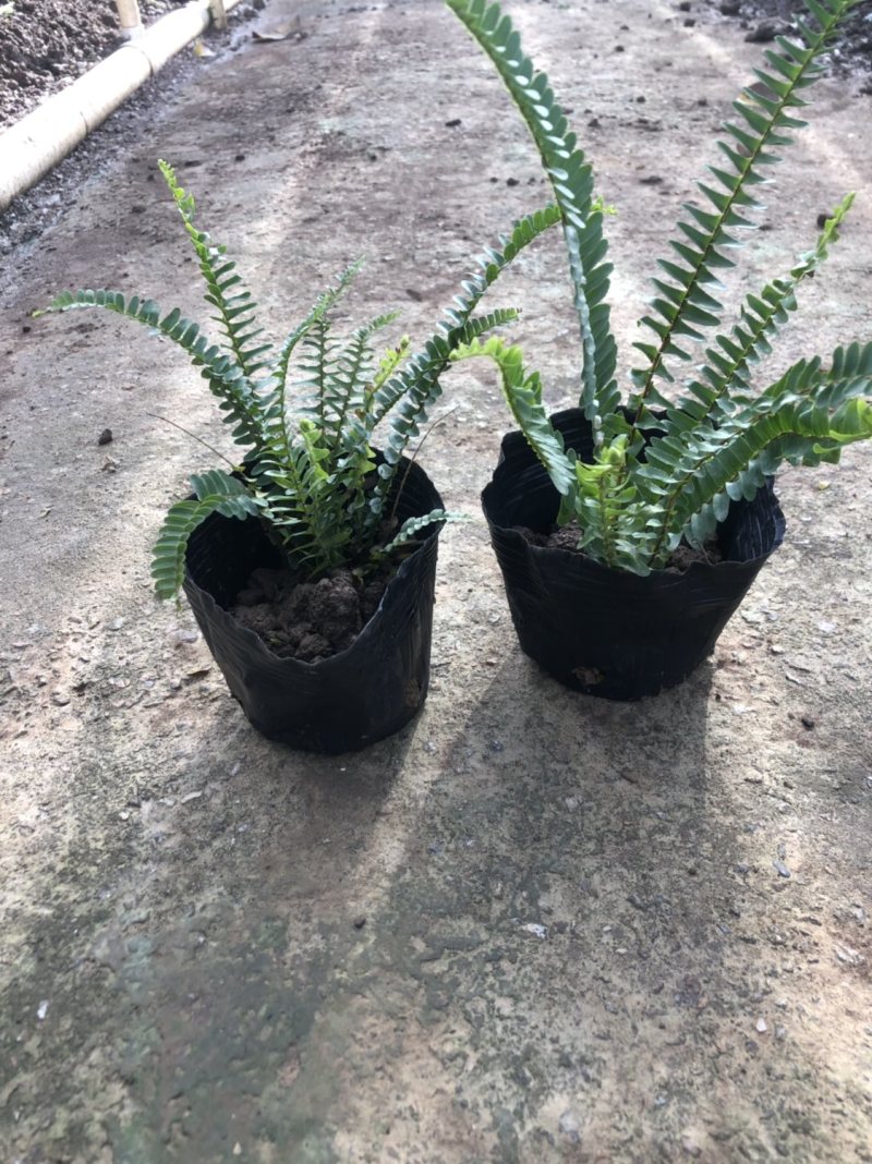 肾蕨