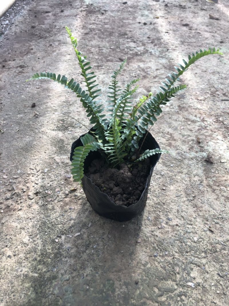 肾蕨