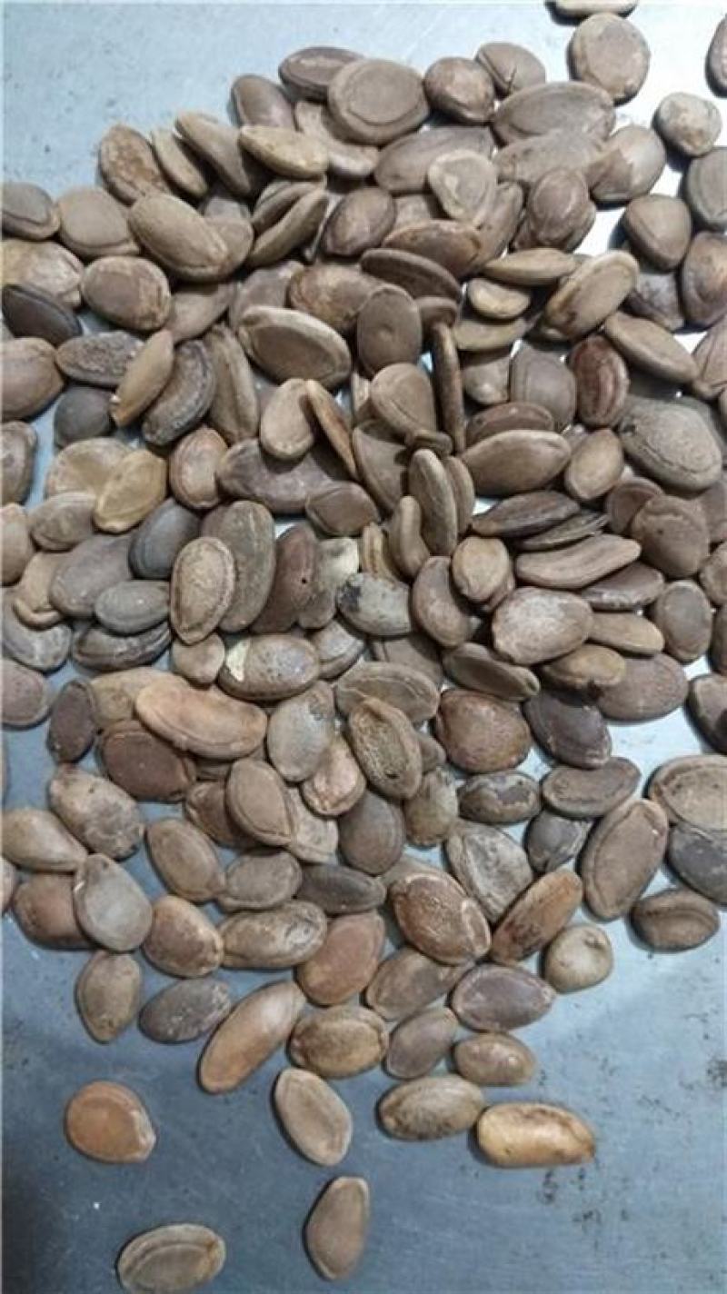 瓜蒌籽，正品双边栝楼仁果实饱满质量保证现货供应欢迎咨询购