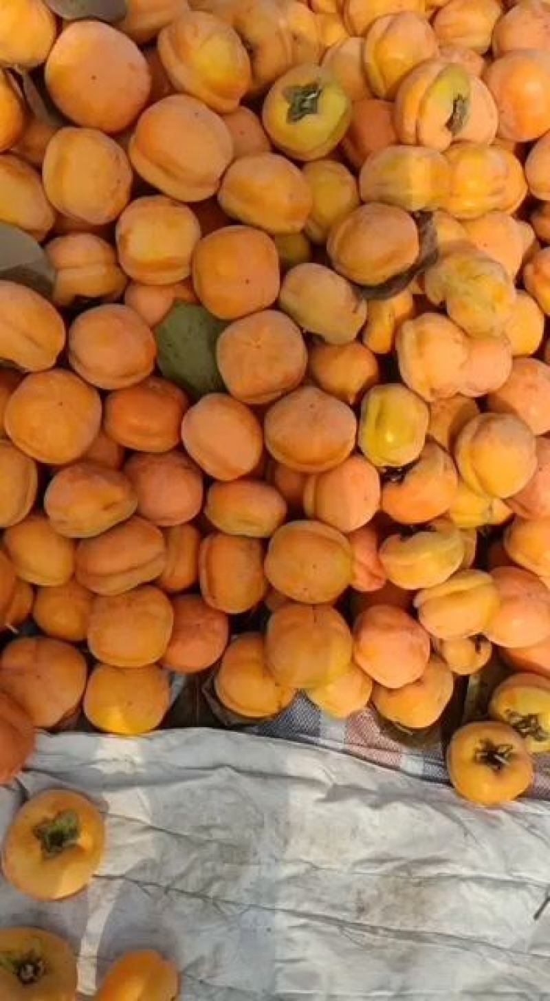 热卖】现摘柿子柿中精品河北新鲜盘柿量大从优全国速发
