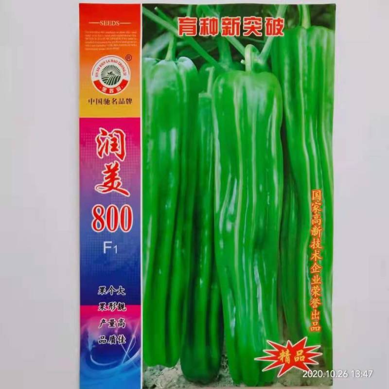 润美800薄皮椒种子果黄绿皮果长20～25厘米抗病性好品