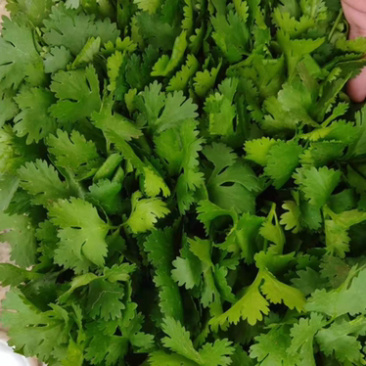 精品香菜，诚信代办，产地直发，物美价廉。
