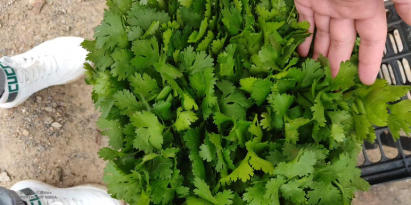 精品香菜，诚信代办，产地直发，物美价廉。