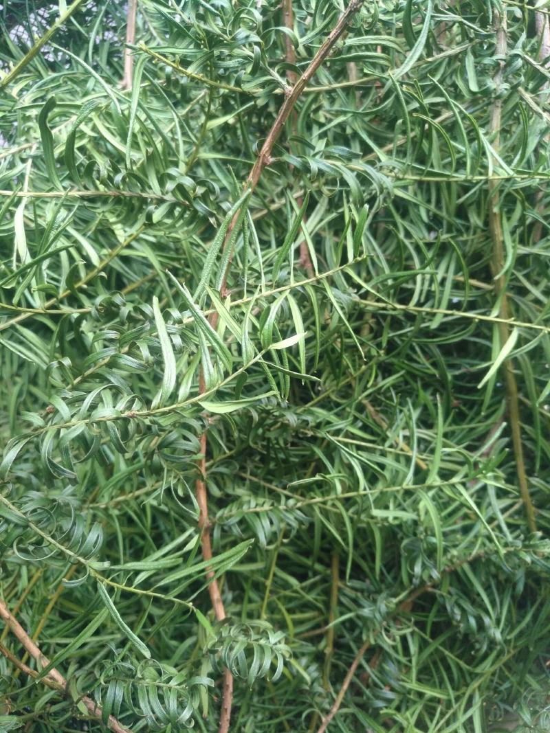 红豆杉茶