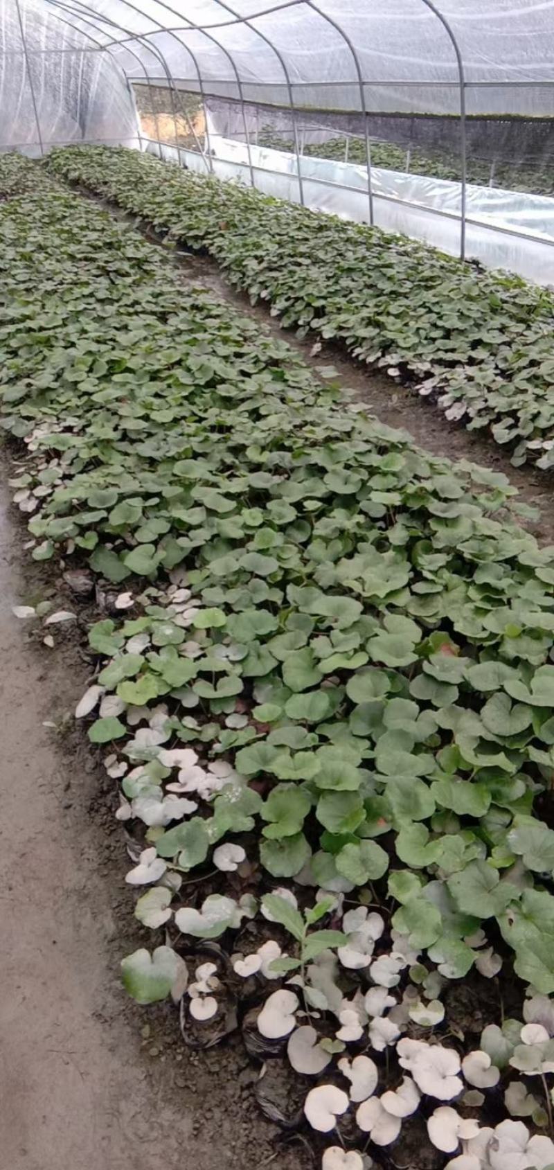 大吴风草杯苗草花大小规格齐全成都温江基地供应