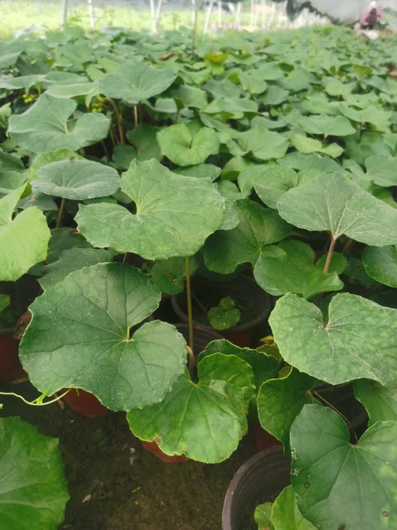 大吴风草杯苗草花大小规格齐全成都温江基地供应
