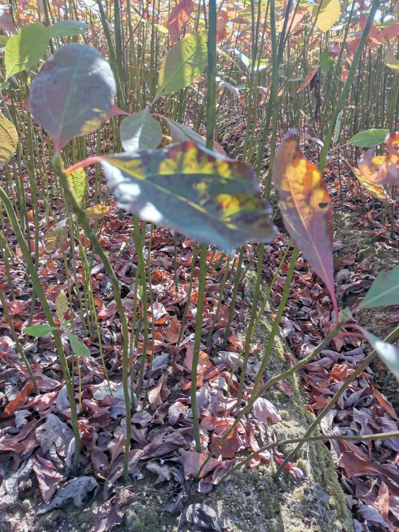 檫木苗，檫树小苗，当年檫木价格，产地直销，品质保障
