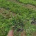 丛生福禄考大小草花规格齐全成都温江基地供应