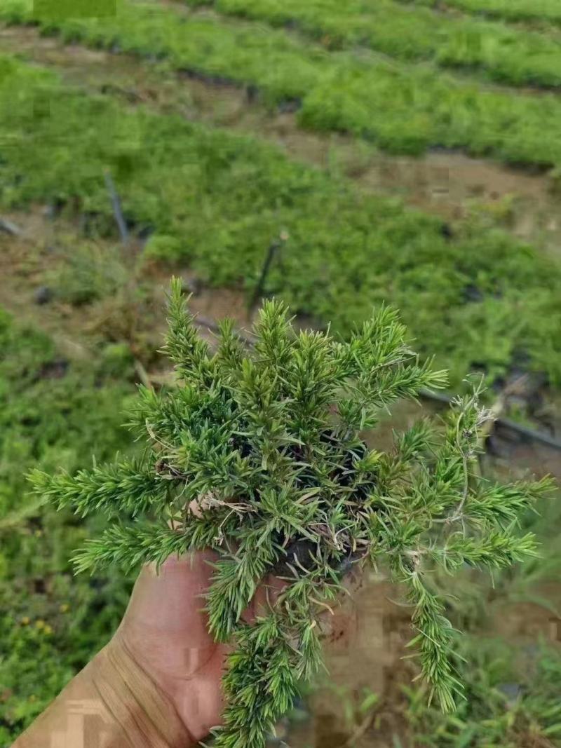 丛生福禄考大小草花规格齐全成都温江基地供应