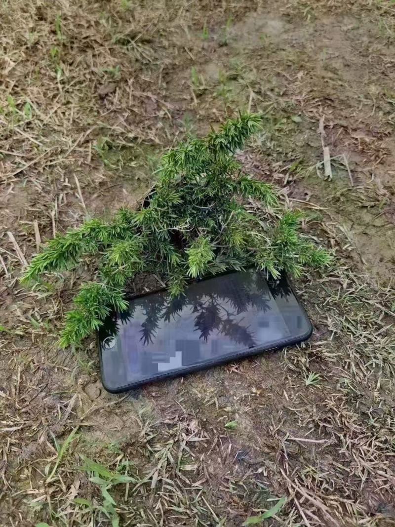 丛生福禄考大小草花规格齐全成都温江基地供应