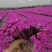 丛生福禄考大小草花规格齐全成都温江基地供应