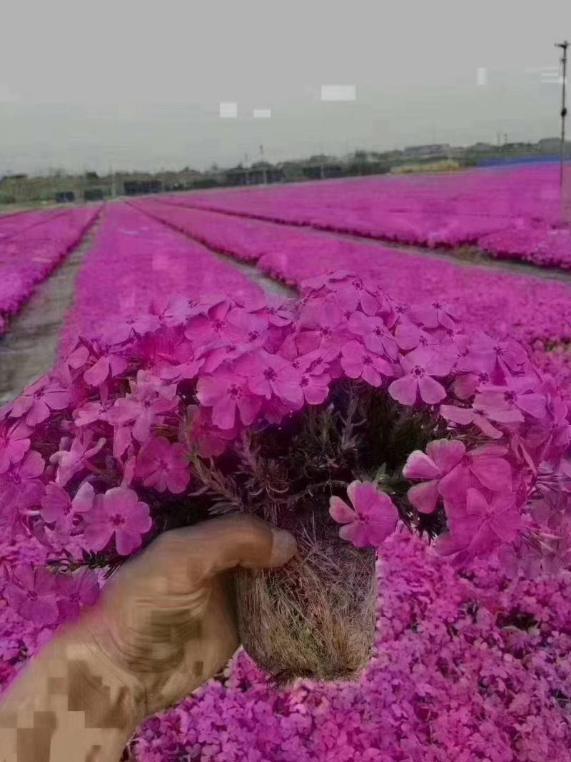 丛生福禄考大小草花规格齐全成都温江基地供应