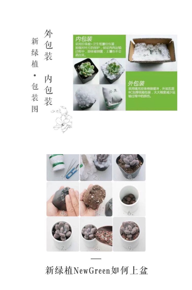 【基地自销】口笛多肉盆栽绿植花卉清棚贵货精品新绿植