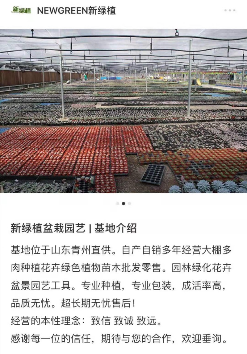 【基地自销】口笛多肉盆栽绿植花卉清棚贵货精品新绿植