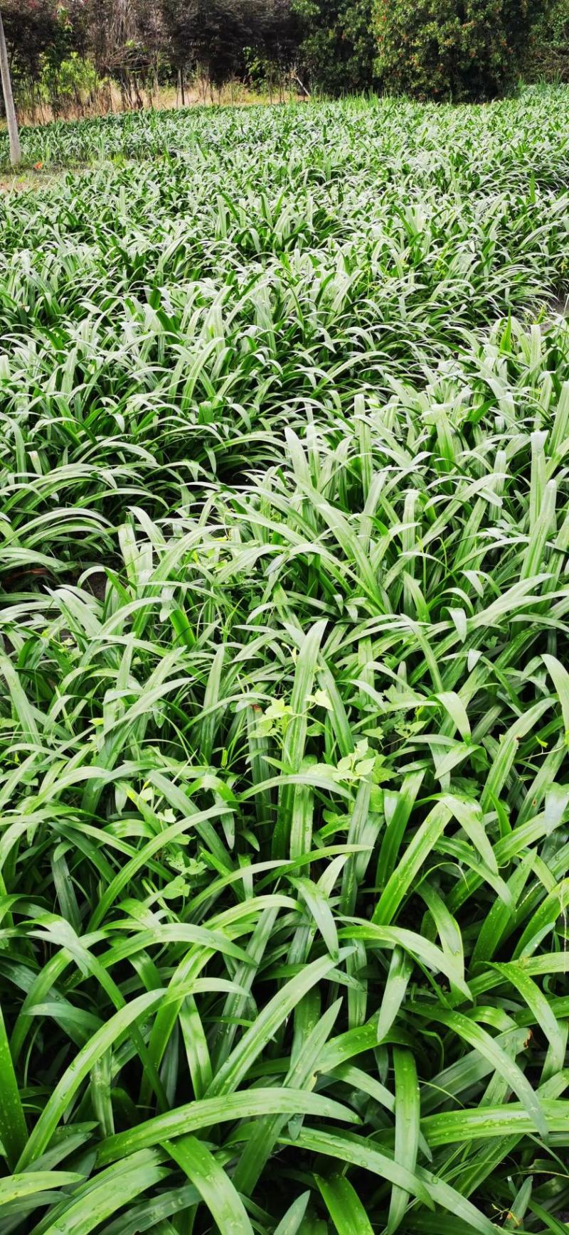 百子莲地苗草花大小规格齐全成都温江基地供应