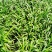 百子莲地苗草花大小规格齐全成都温江基地供应