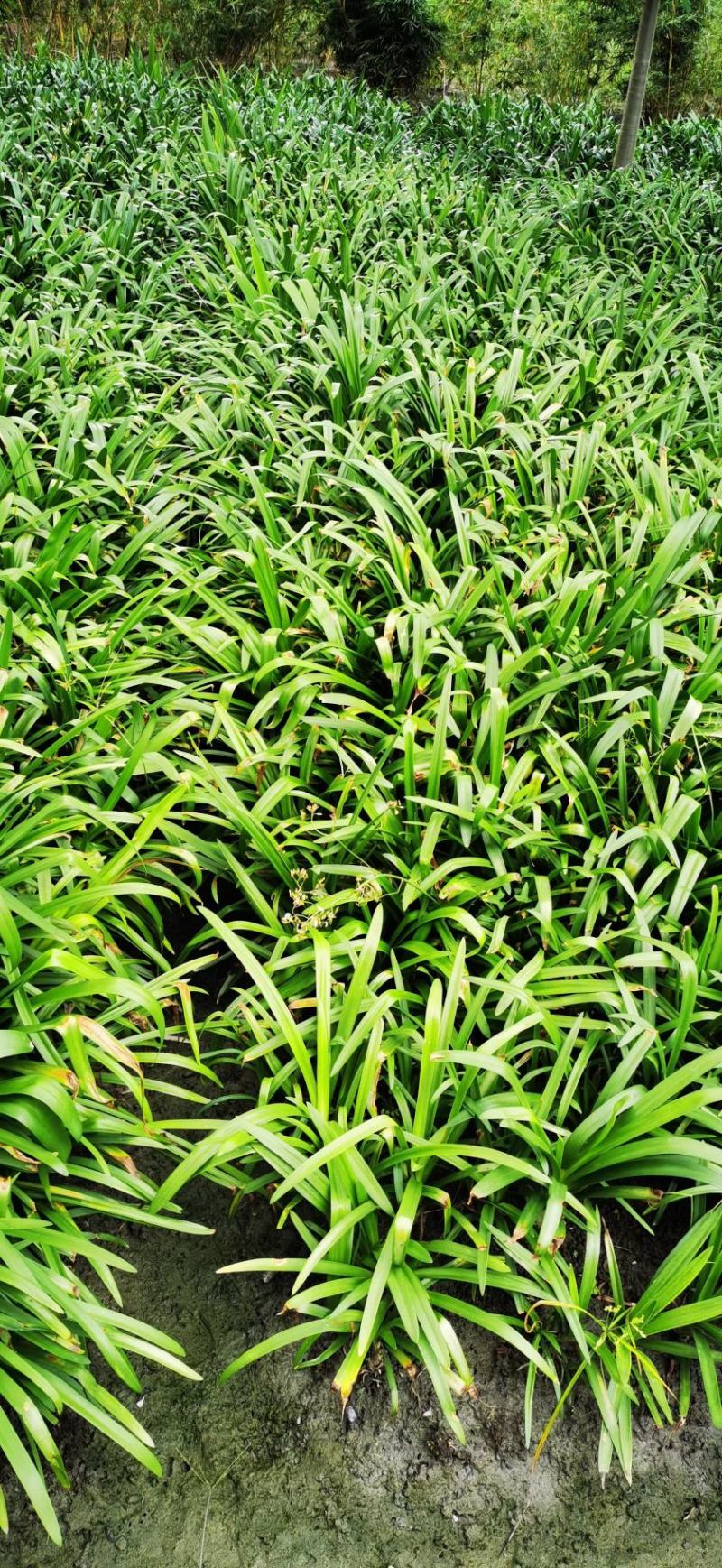 百子莲地苗草花大小规格齐全成都温江基地供应