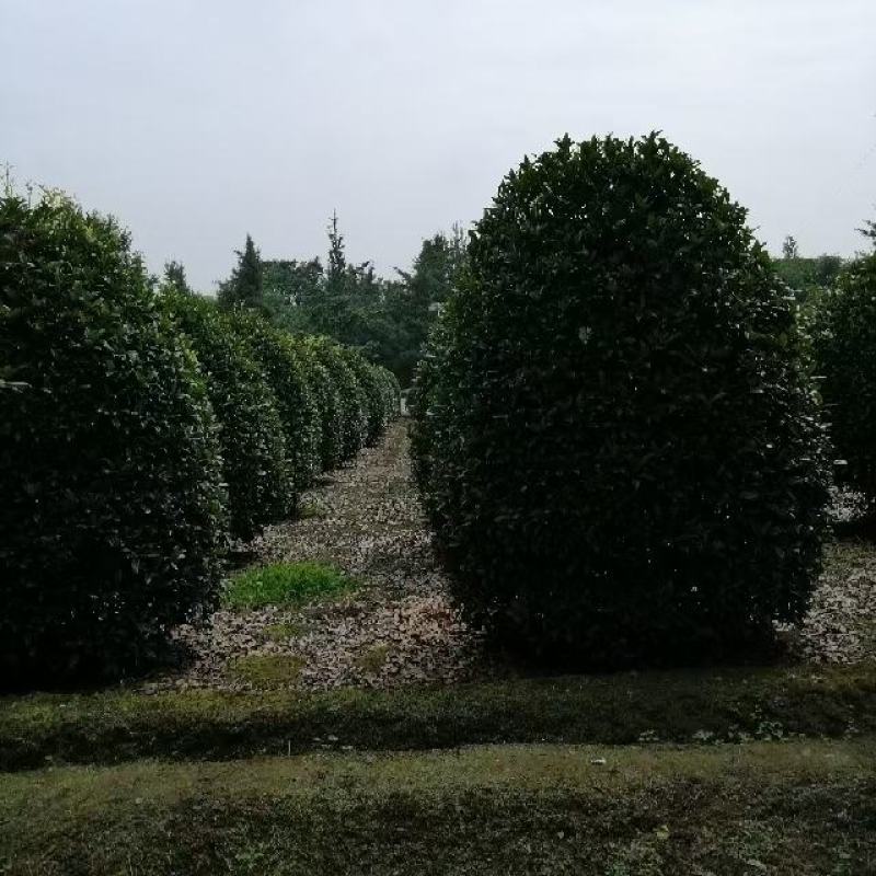 笼桂花地笼子大小规格齐全成都温江基地供应