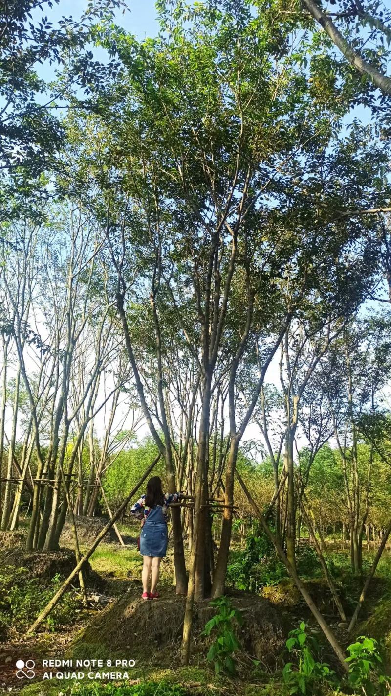拼栽丛生朴树乔木大小规格齐全成都温江基地供应