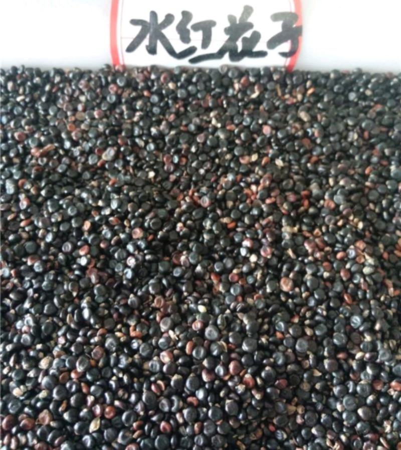 水红花统装500g产地山东振兴药材购销站量大从优