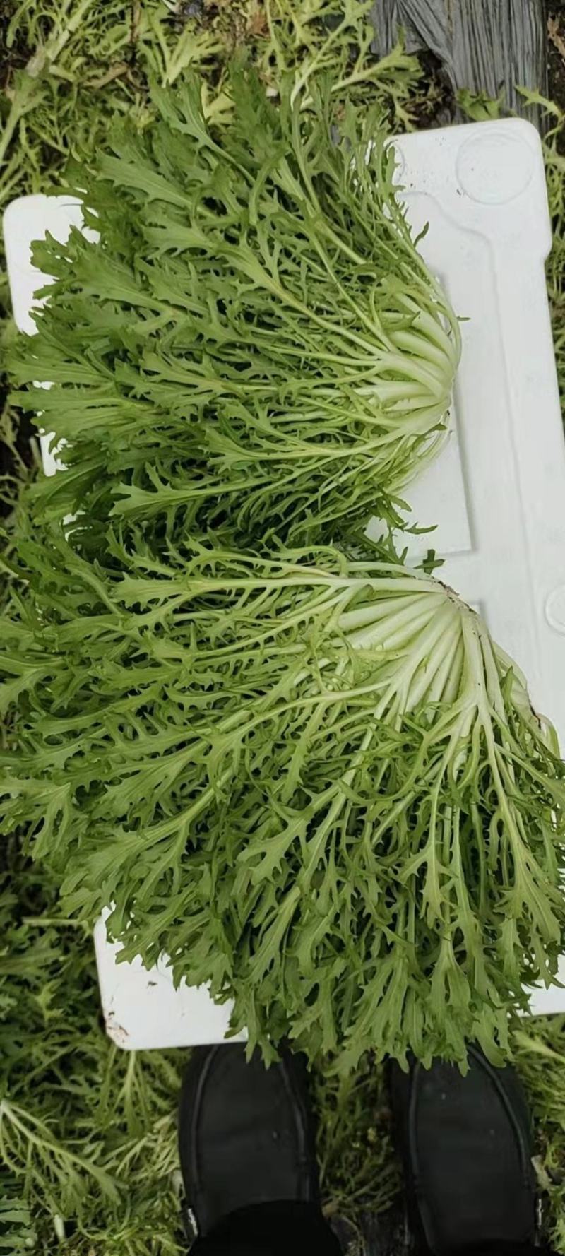 苦菊