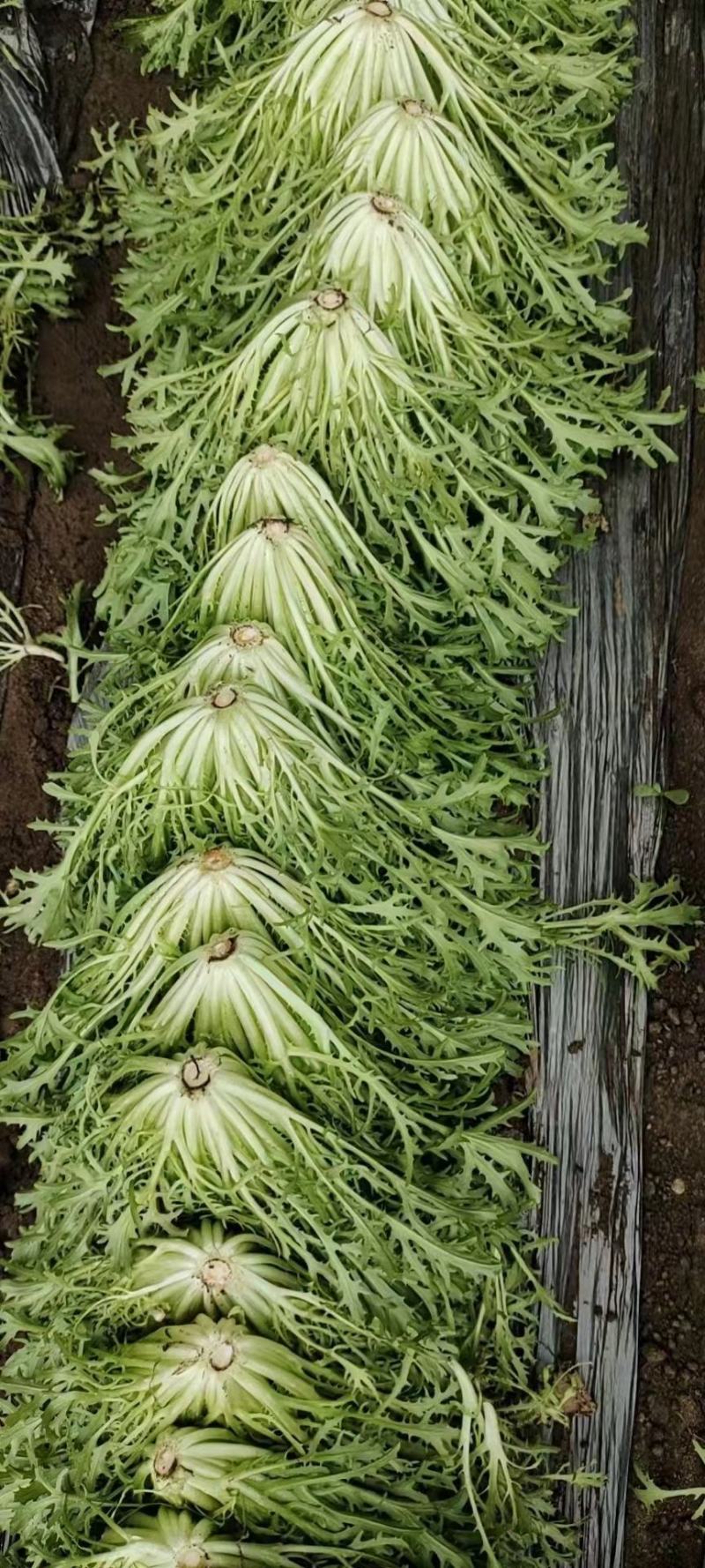 苦菊