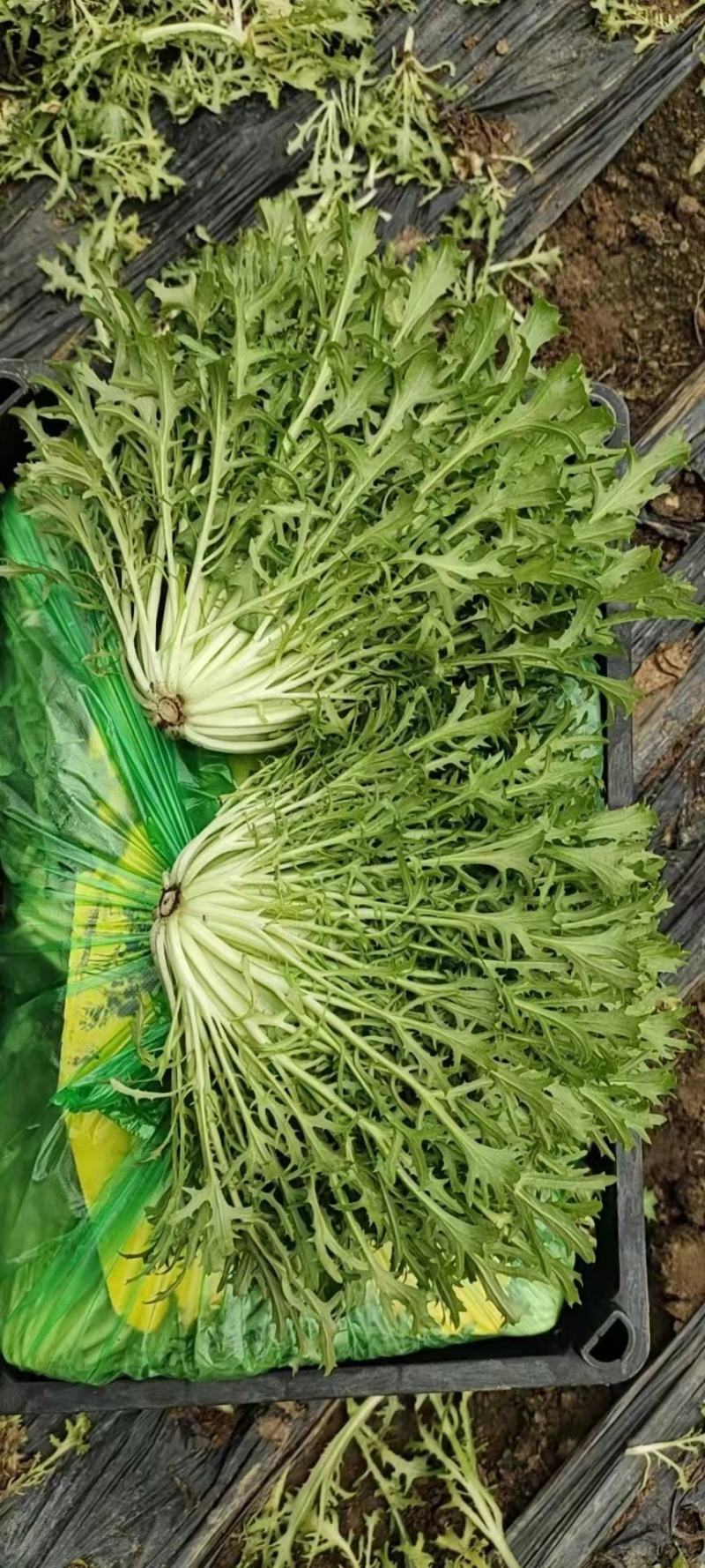苦菊