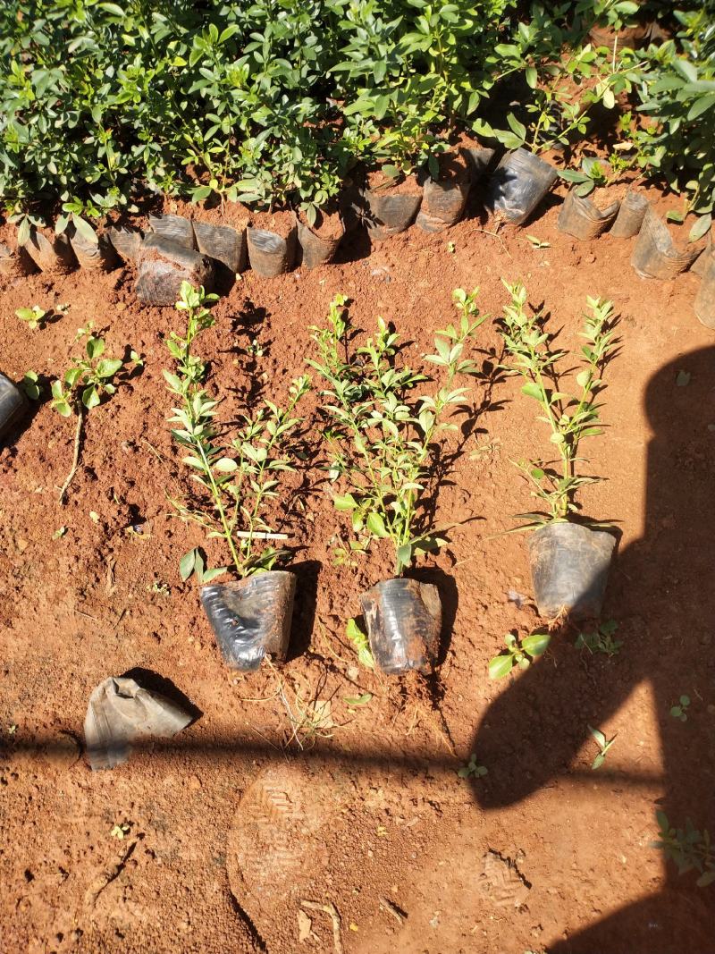 小杯云南黄素馨，，10袋云南黄素馨云，云南黄素馨专业种植